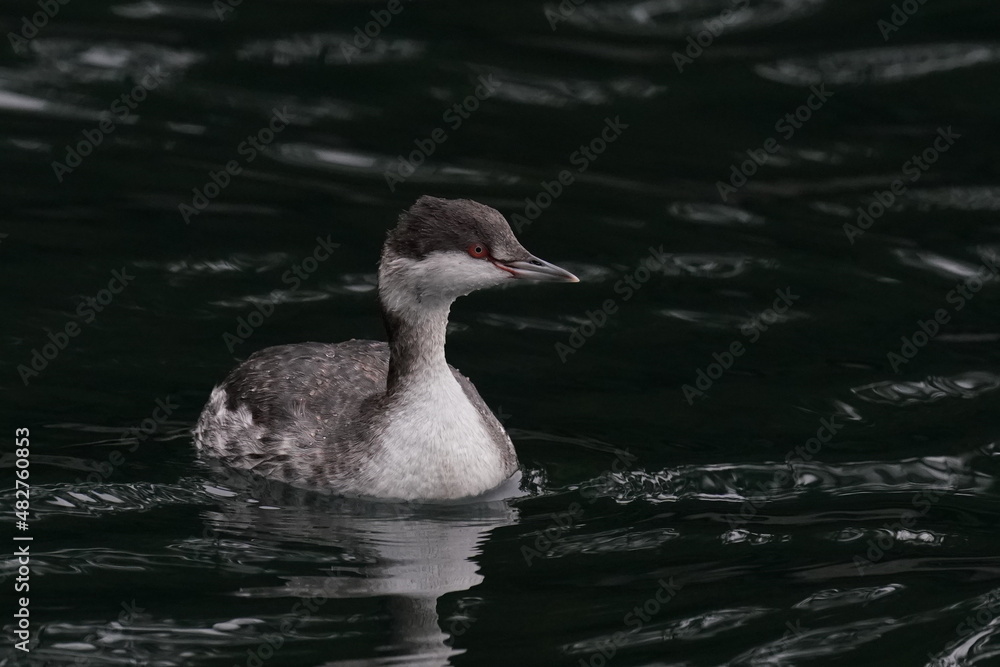 horned grebe in the sea