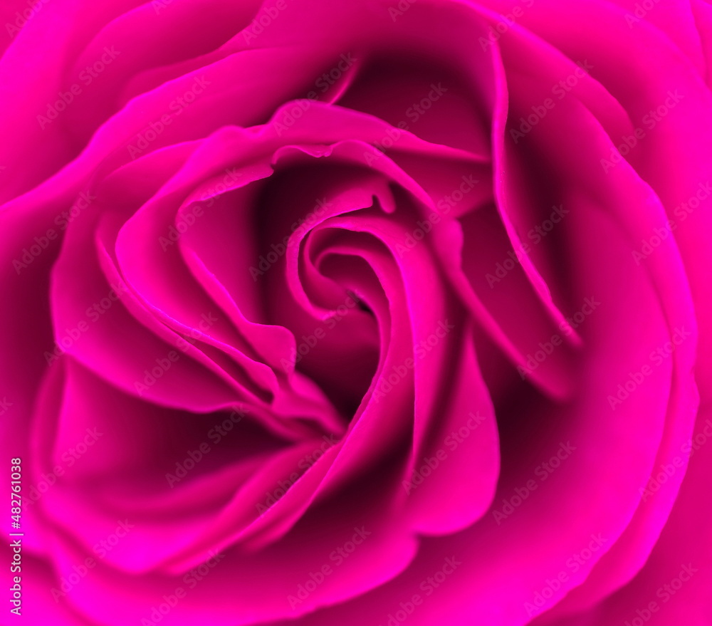 close up of pink rose close up of pink rose