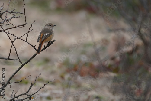 daurian redstart in the forest