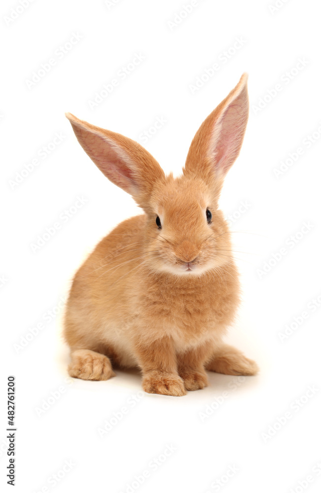Fototapeta premium Baby of orange rabbit on white background