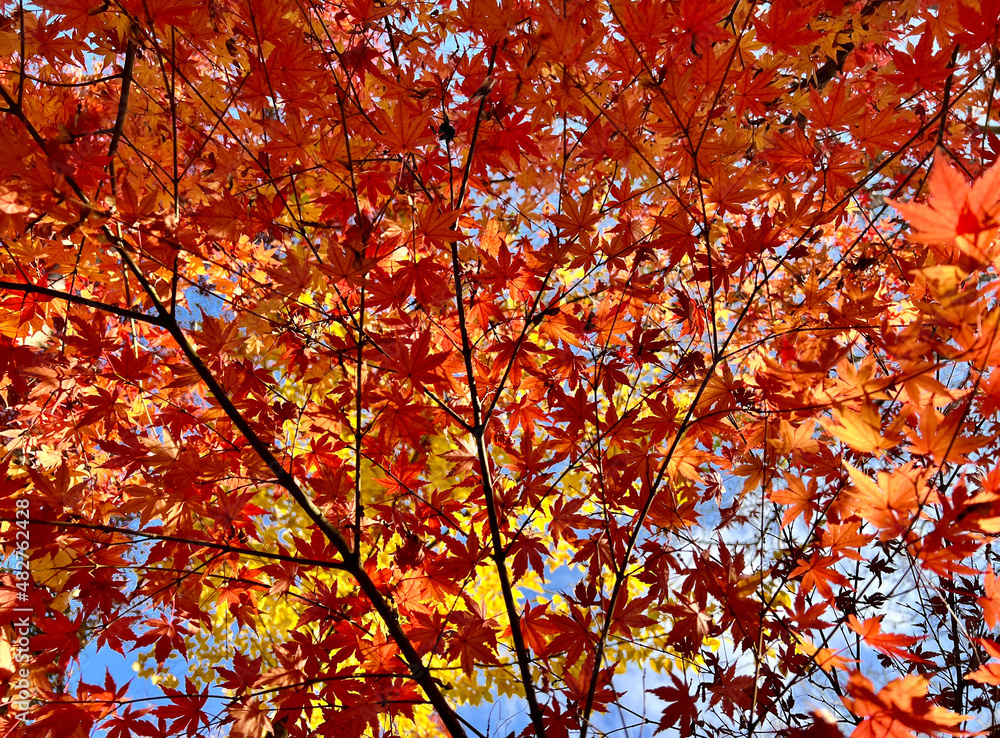 赤く染まる紅葉、美しい、紅葉のシーズン、色彩