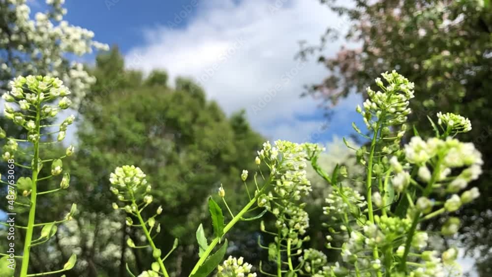 Green grass and white flowers are blown by wind in park, against background of blue clouds. Summer natural landscape Green grass and white flowers are blown by wind in park, against background of blue clouds. Summer natural landscape