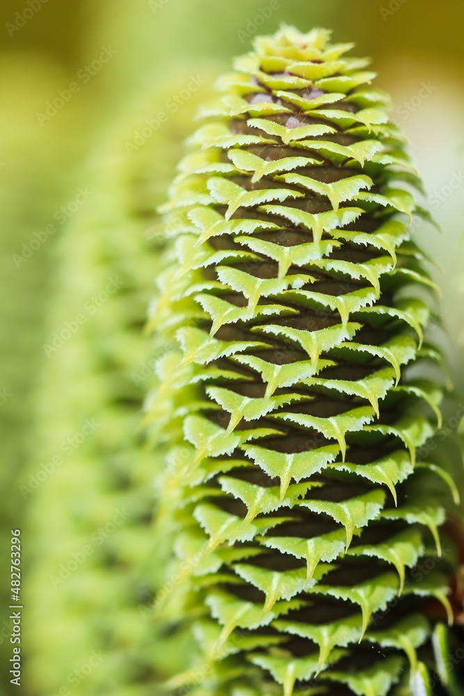 A branch of Korean fir with young cones in spring garden A branch of Korean fir with young cones in spring garden
