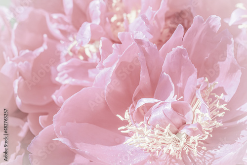 Soft focus  abstract floral background  pale pink peony flower petals