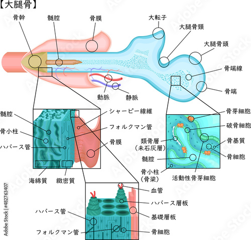 骨　長骨　大腿骨　イラスト photo