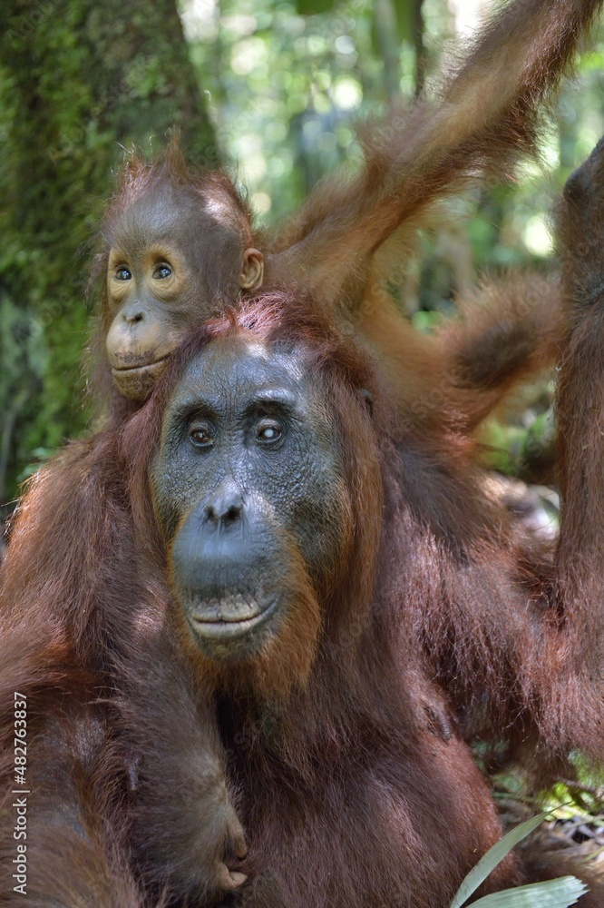Mother orangutan and cub in a natural habitat. Bornean orangutan (Pongo pygmaeus wurmmbii) in the wild nature. Rainforest of Island Borneo. Indonesia. Mother orangutan and cub in a natural habitat. Bornean orangutan (Pongo pygmaeus wurmmbii) in the wild nature. Rainforest of Island Borneo. Indonesia.