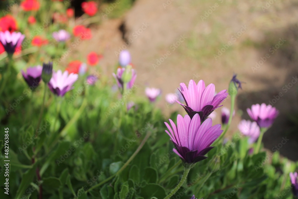 daisies daisies