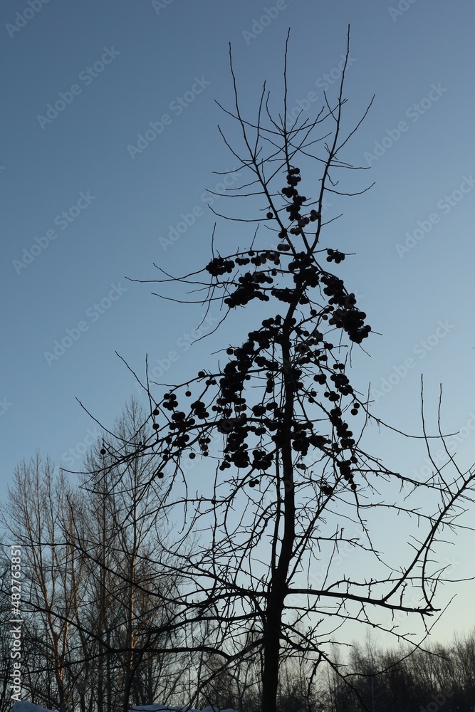apple tree in winter against the blue sky apple tree in winter against the blue sky