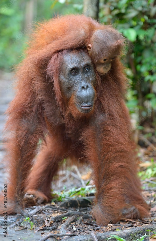Mother orangutan and cub in a natural habitat. Bornean orangutan (Pongo pygmaeus wurmmbii) in the wild nature. Rainforest of Island Borneo. Indonesia. Mother orangutan and cub in a natural habitat. Bornean orangutan (Pongo pygmaeus wurmmbii) in the wild nature. Rainforest of Island Borneo. Indonesia.