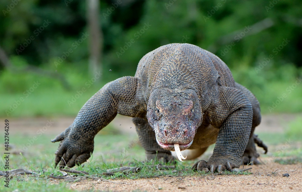 --Komodo dragon ( Varanus komodoensis ) with the forked tongue sniff air. Biggest in the world living lizard in natural habitat. Island Rinca. Indonesia. --Komodo dragon ( Varanus komodoensis ) with the forked tongue sniff air. Biggest in the world living lizard in natural habitat. Island Rinca. Indonesia.