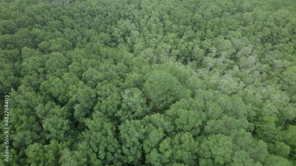 Aerial dolly out flying over green dense forest tree tops in Dominicalito Beach, Costa Rica Aerial dolly out flying over green dense forest tree tops in Dominicalito Beach, Costa Rica