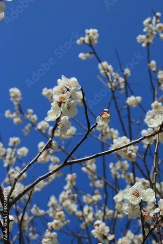 青空に咲く白梅の白い花のアップ写真