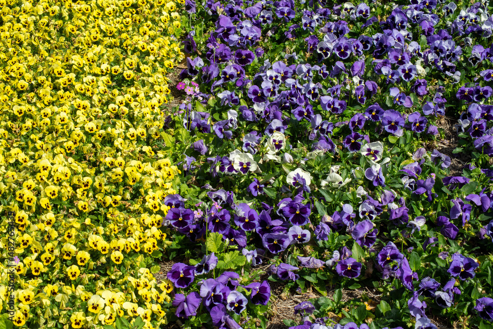 Obraz premium Yellow and purple Viola's planted in rows