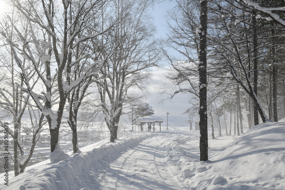 snow covered trees snow covered trees