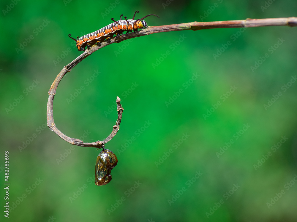 Caterpillar and chrysalis on a twig with natural background. Two future euploea core butterflies are here. The law of nature.