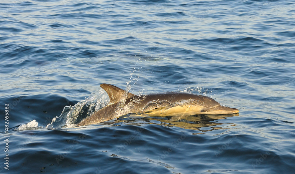 Fototapeta premium Dolphin, swimming in the ocean and hunting for fish.. The jumpi