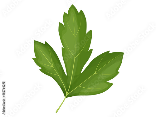 Parsley. Cartoon parsley illustration on white backgrounad.