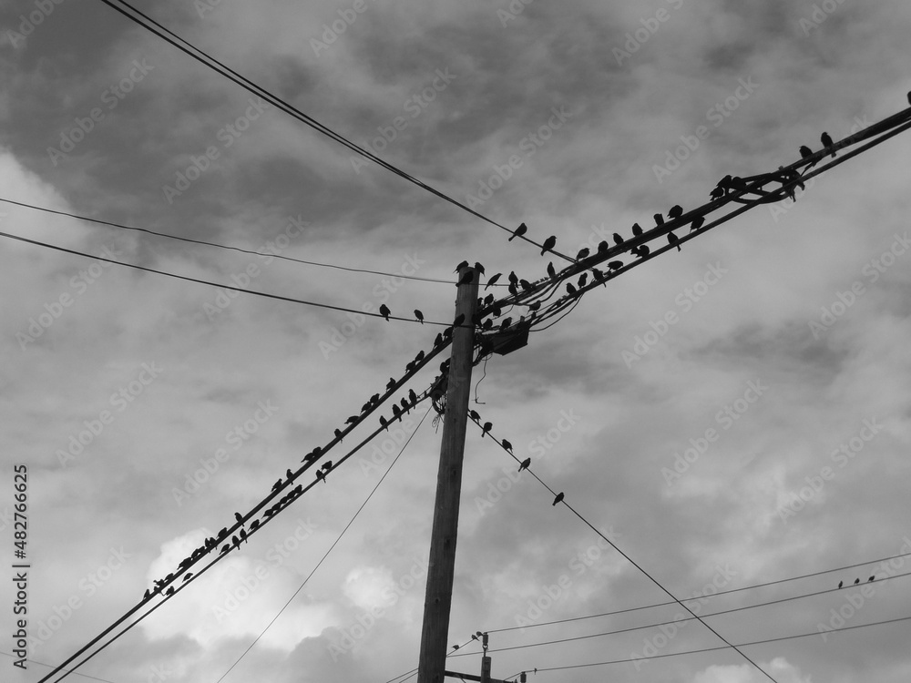 Fototapeta premium Birds on Wires B+W