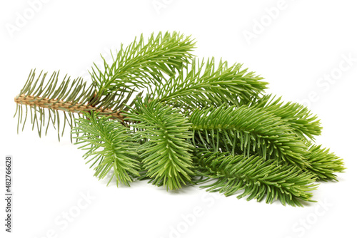 pine branch isolated on white background 