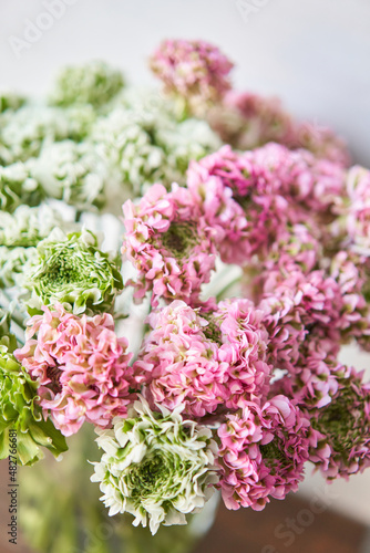 Ranunculus Pon Pon. Bunch pink ranunculus flowers in woman hands.