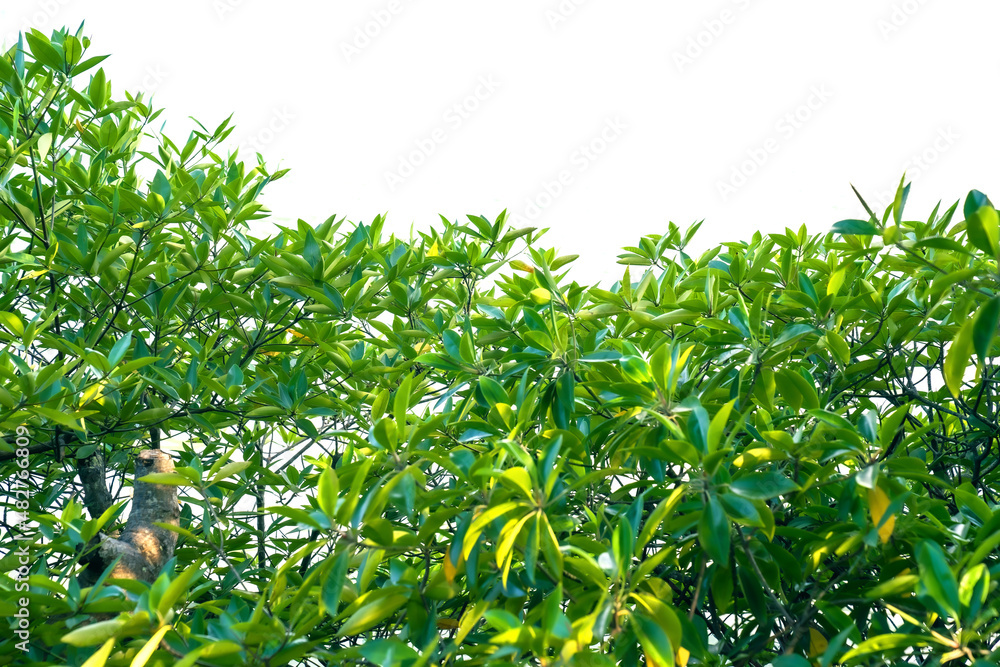 Green bushes on a white background.