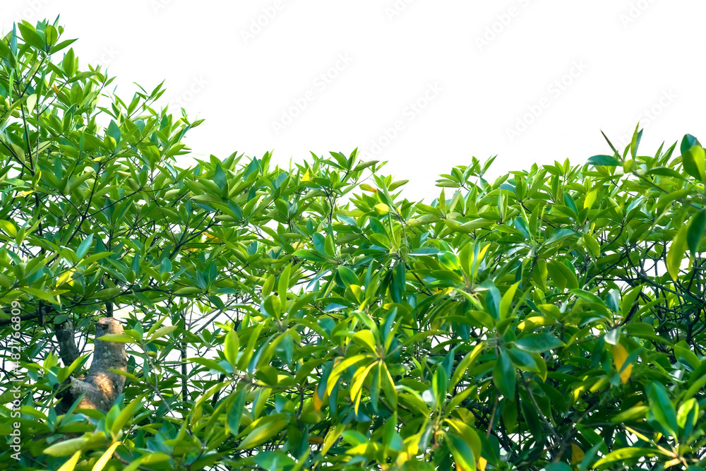 Green bushes on a white background. Green bushes on a white background.