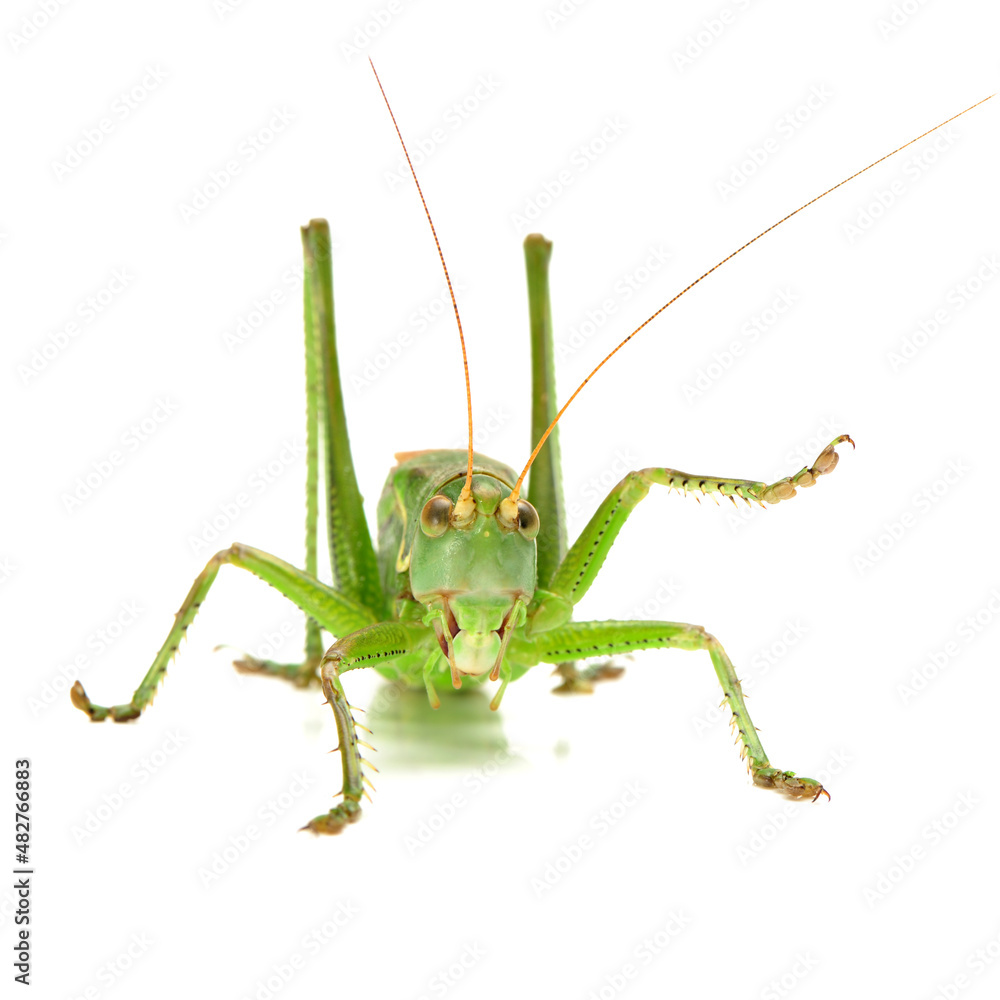 Fototapeta premium Macro image of a grasshopper isolated on white background