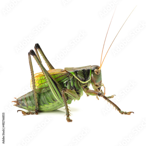 Fotografie, Tablou Macro image of a grasshopper isolated on white background