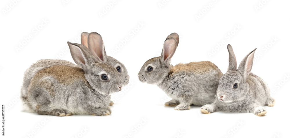 three rabbits on white background three rabbits on white background