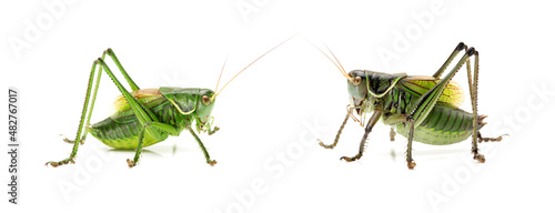 green grasshopper isolated on white background