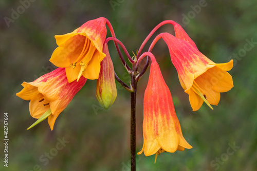 Red & yellow Christmas Bells (Blandfordia grandiflora) with soft green bush background photo