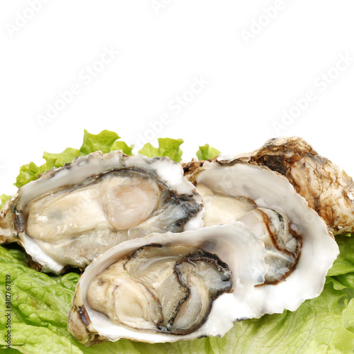 fresh oysters on white