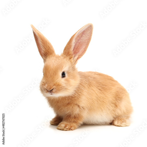 Baby of orange rabbit on white background © zcy