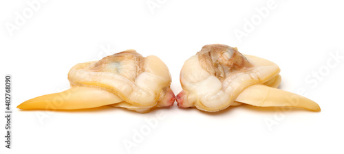 clam meat on white background