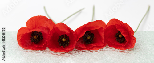 Panel kuchenny z motywem maki, kwiaty, projekt, czerwone, szkło, tło, białe tło, 