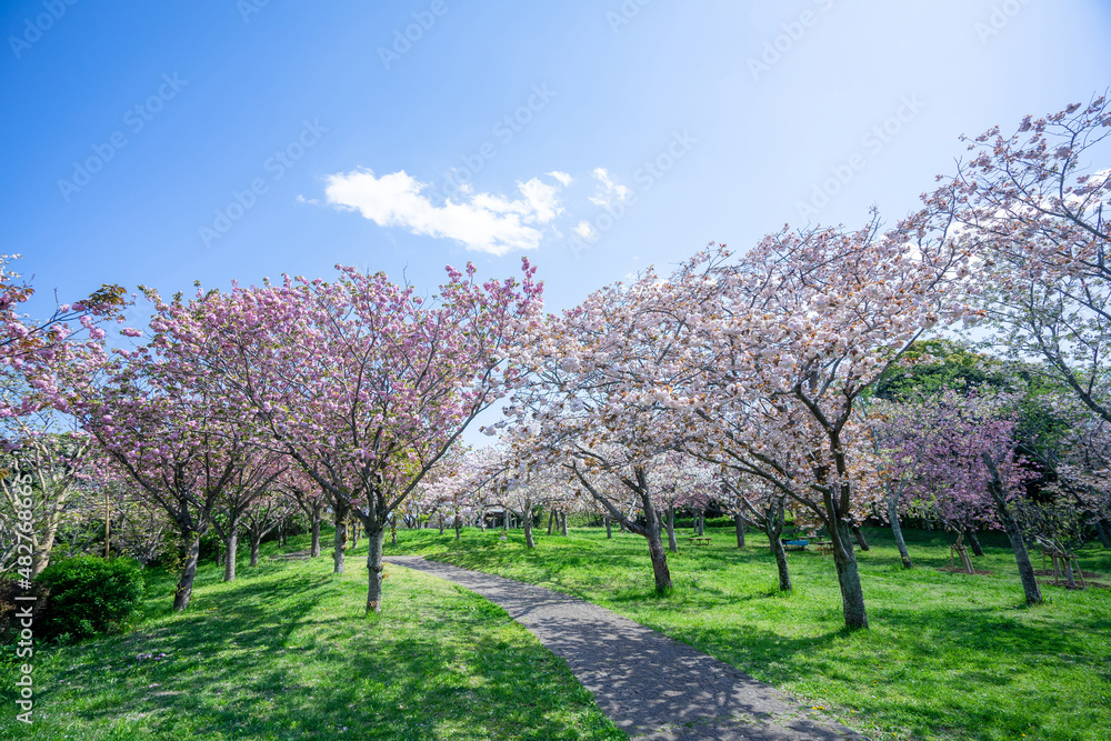 満開の桜