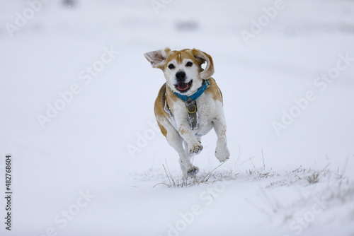 Fototapeta Naklejka Na Ścianę i Meble -  a dog playing in a snowy meadow
