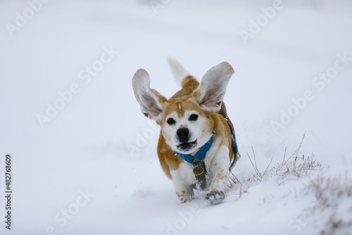 a dog playing in a snowy meadow