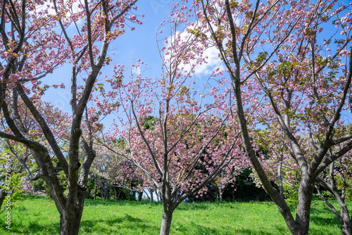 Fototapeta Naklejka Na Ścianę i Meble -  満開の桜