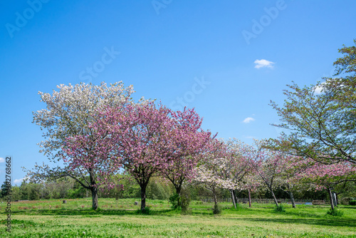 満開の桜