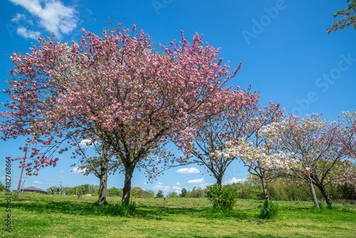 満開の桜