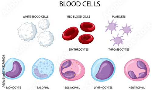 Type of human blood cells on white background photo