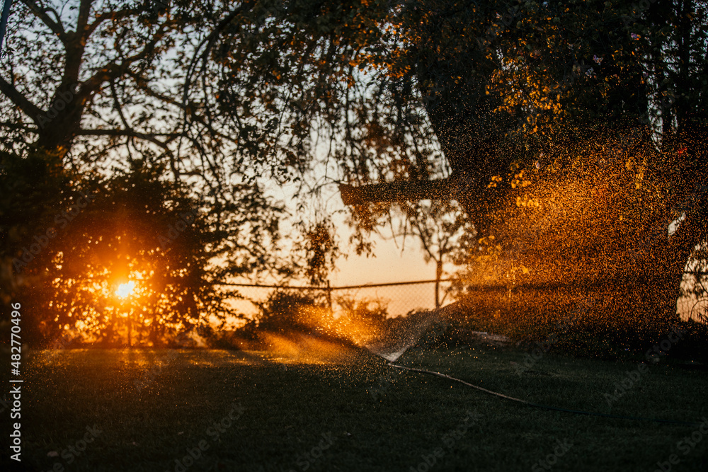 Sunlight peaking in leaves and tree branch Sunlight peaking in leaves and tree branch
