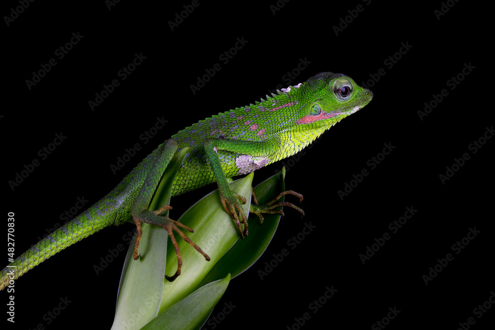 Fototapeta premium Green lizard on branch, green lizard sunbathing on wood, green lizard climb on wood, Jubata lizard closeup