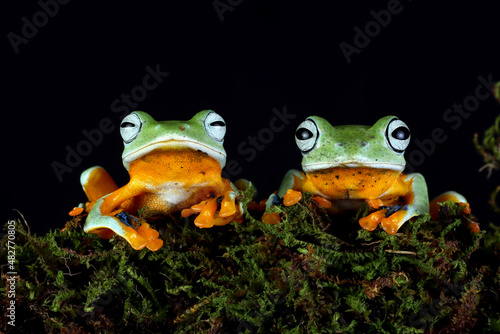 Javan tree frog or flying frog closeup 