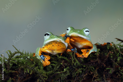 Javan tree frog or flying frog closeup  © kuritafsheen