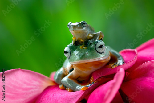 Javan tree frog or flying frog closeup  © kuritafsheen