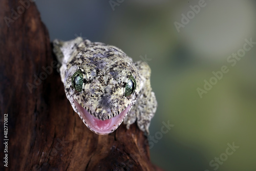 Vorax Gecko or giant Halmaheran gecko closeup head, animal closeup, Halmaheran giant gecko closeup