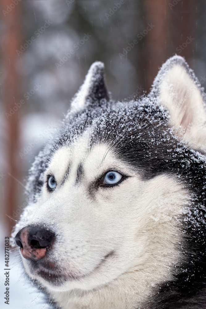 Portrait magnificent Siberian husky dog with blue eyes. Husky dog in winter forest lies on the snow. Close up.