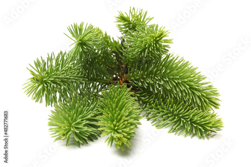 pine branch isolated on white background 